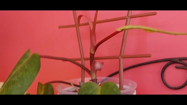 Вариегатные и другие "не зеленые" филодендроны смотреть онлайн