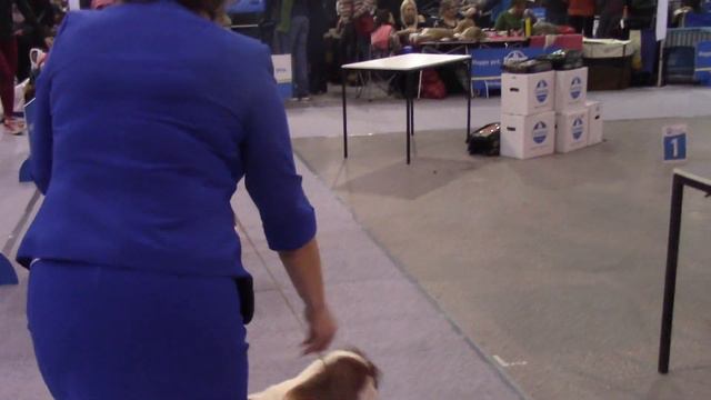 Сабанеевка 26.01.19 ККЧС кобели юниоры (сравнение)