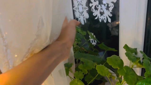 Зимнее Цветение Пеларгонии Комнатные Цветы Зимой смотреть онлайн