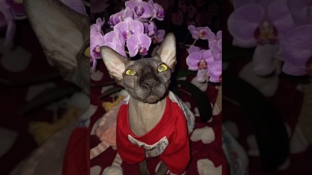 Мои самые любимые!Одной не хватает Стеллы не любит фотографироваться )#сфинкс #кот #животные #коти смотреть онлайн