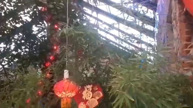 Ботанический сад, фестиваль "Китайский Новый год" Москва от Ольги Топильской 13.02. 24. смотреть онлайн