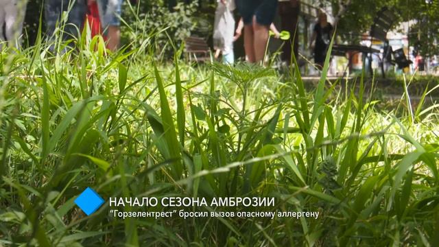 Начало сезона амброзии: “Горзелентрест” бросил вызов опасному аллергену смотреть онлайн