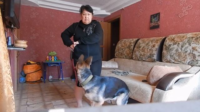 Немецкая овчарка 5-6 месяцев.Тренируем выполнять команды Стоять,Лежать,Сидеть, Рядом. смотреть онлайн