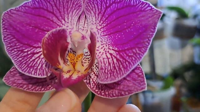 Орхидея Сангрия цветет.🌺🌺🌺🌺 смотреть онлайн