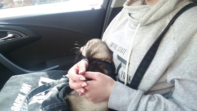 Танцующий хорек. смотреть онлайн