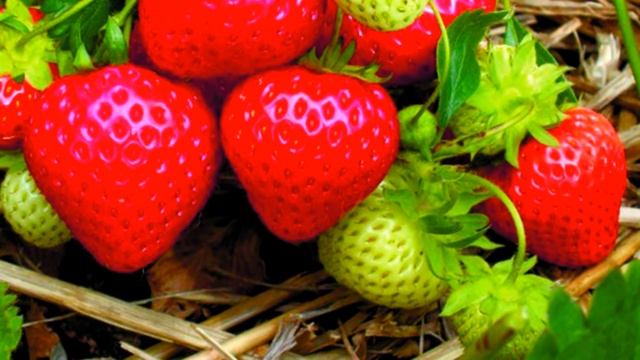 Схема подкормки клубники весной смотреть онлайн