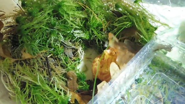 Чакская рогатка НАПАДАЕТ на человека #КОРМЛЕНИЕ_лягушек Манго и Анфиса рогатки #амфибии/ Мари Мисти смотреть онлайн