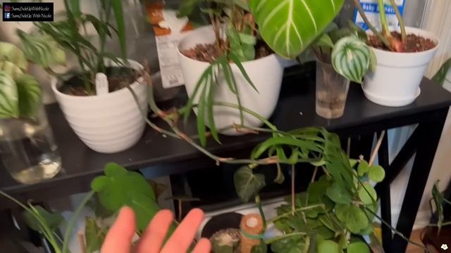 Spring 2023 Houseplant Tour: Philodendron, Anthurium, Monstera, And More.