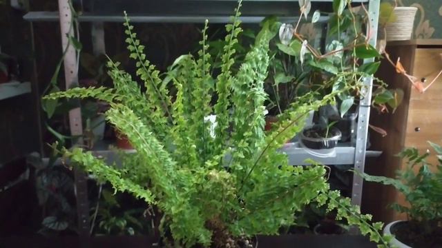 Комнатные цветы/Чтобы куст рос ПЫШНЫМ и здоровым/ПАПОРОТНИК смотреть онлайн