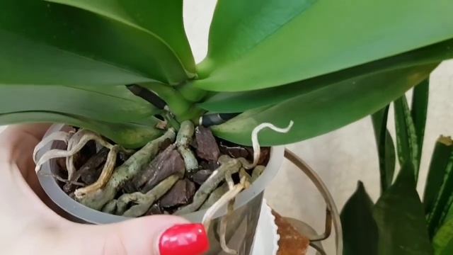 супер ОРХИДЕЯ из КАСТОРАМА orchid castorama orchids орхидеи P. Yen Shuai Sweet girl 'shiny girl' смотреть онлайн