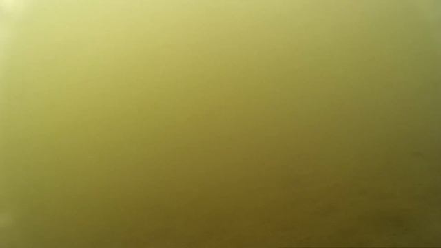 Закинул камеру на дно водоёма,а там сотни карасей смотреть онлайн