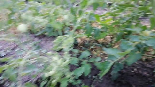 Обзор томатов: Толстой ф1, Казанова, Зеленый доктор, Шалун, черри красный, Грибное лукошко.... смотреть онлайн