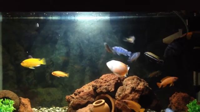 Кормление Цихлид / Feeding Cichlidae смотреть онлайн