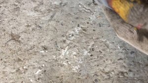 Замена переднего верхнего рычага на Хонда CR-V 1999 года Honda CR-V