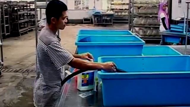 Рыба с колёс