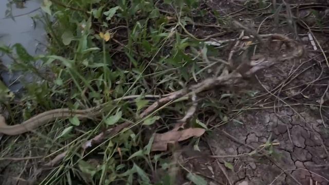 Unbelievable FISHING With SNAKE To Catch RIVER MONSTERS смотреть онлайн