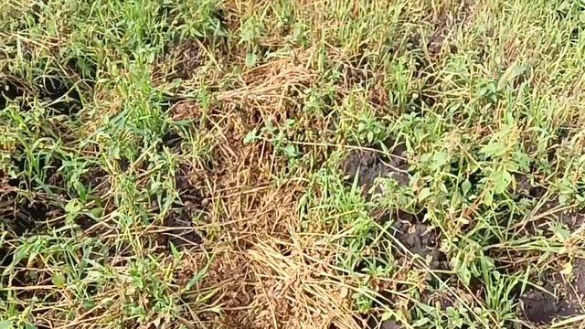 Jinma-184 Картофелекопалка Утиный хвост от трактора Уралец смотреть онлайн