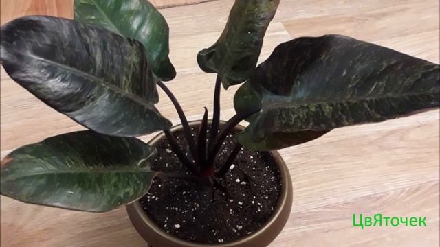 Филодендрон. Особенности ухода