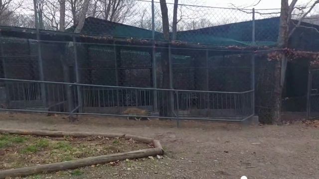 Приморский Сафари-парк.              Шкотово.2022