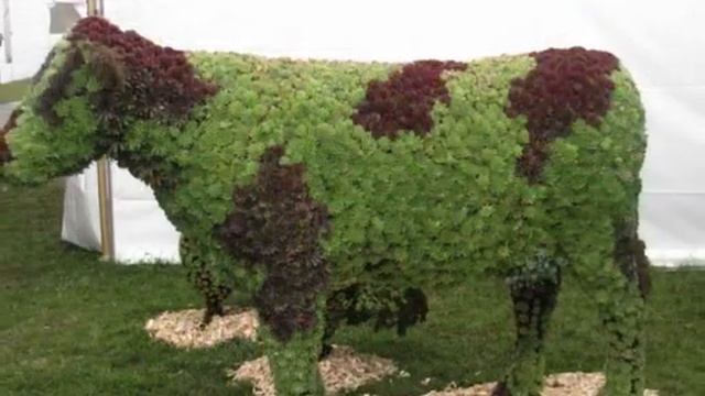 We Make Custom Topiary Art Forms, Call Today 877-237-2972 for More Info смотреть онлайн