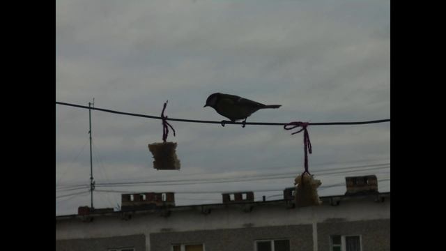 Синицы Зима смотреть онлайн