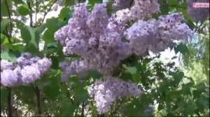 плыл по городу запах сирени...