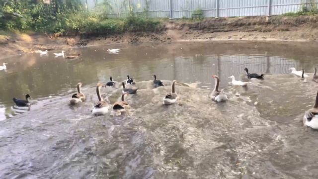 Гуси и утки на даче. Осень 2017 смотреть онлайн