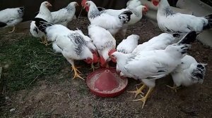 АДЛЕРСКАЯ СЕРЕБРИСТАЯ порода кур/ НОВАЯ ЖИЗНЬ и новые условия