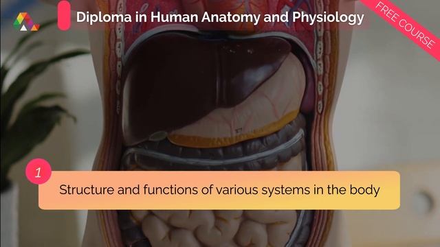 Diploma in Human Anatomy and Physiology - Free Online Course with Certificate смотреть онлайн
