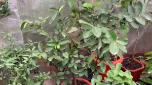 Лайм Таити - самый лучший классический лайм для домашнего выращивания.