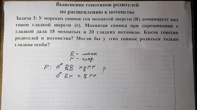 Решение задач по генетике: установление генотипов родителей по расщеплению в потомстве смотреть онлайн