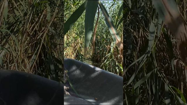 ПРОБИРАЕМСЯ СКВОЗЬ ТРОСТНИКОВЫЕ ДЖУНГЛИ ВОЛЖСКОЙ ДЕЛЬТЫ. #рыбалка #fishing смотреть онлайн