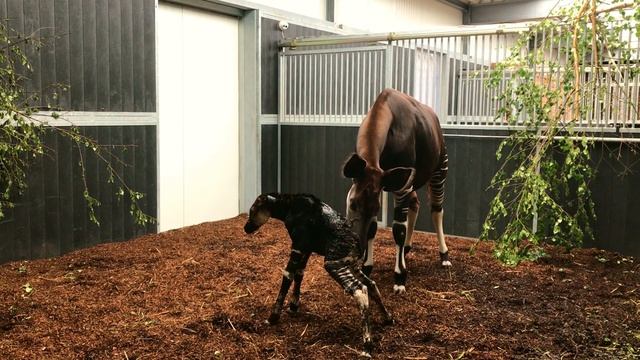 Safaripark Beekse Bergen verwelkomt okapi, een bedreigde giraffe-soort смотреть онлайн