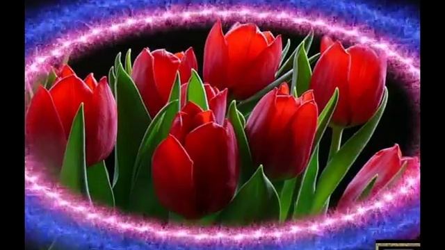 ФУТАЖ-КРАСНЫЕ ТЮЛЬПАНЫ смотреть онлайн
