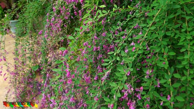 ?Amazing Pollinator Shrub! ? Lespedeza Thunbergii