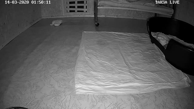 Питомник Я Такса смотреть онлайн