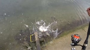 ЩУКА на МЫШЬ. Щука атаковала крысу на втором забросе.