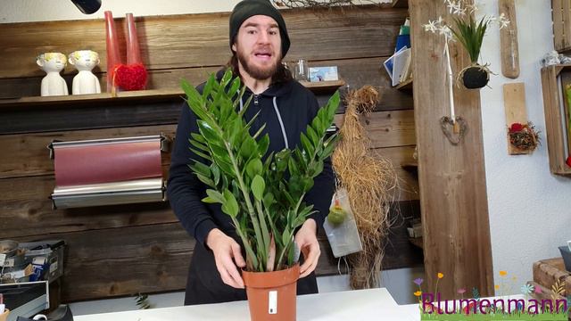 Zimmerpflanze für ein dunkles Zimmer - Tipps vom Fachmann - Zamioculcas смотреть онлайн