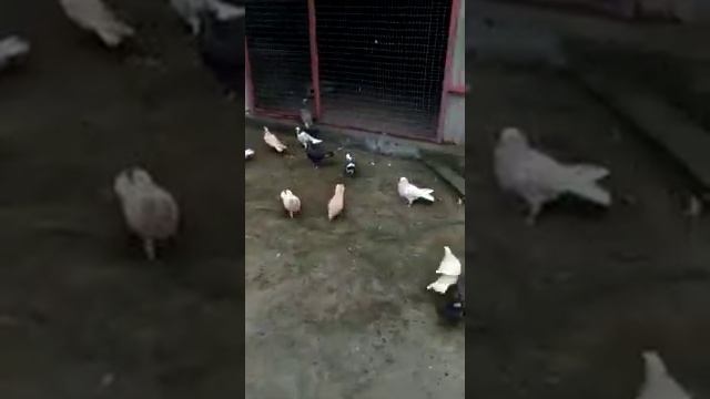 Куница Убийца Голубей Касумкент Шамсудин смотреть онлайн