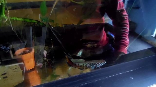 Fundulopanchax sjostedti "Niger delta" breeding aquarium смотреть онлайн
