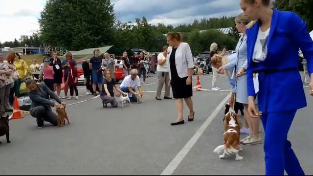 09.07.2022, СПб. Клуб "Триумф-1". Выставка собак САС 9 группы FCI смотреть онлайн