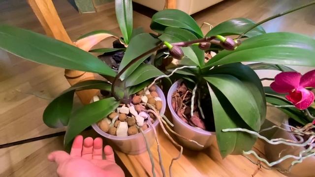 стеллаж для орхидей обзор и 6 по разному цветущих орхидеи Мейджик Арт смотреть онлайн