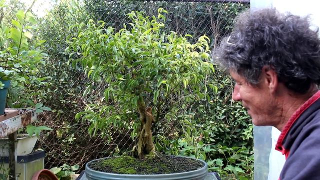 Aerial Root Ficus, August 2015 смотреть онлайн