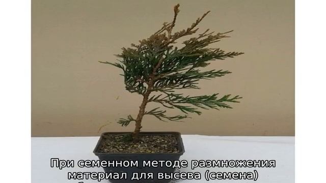 Туя складчатая: описание, сорта, посадка и уход смотреть онлайн