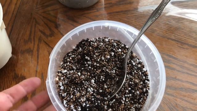 Сажаю Лимон Мейера ?