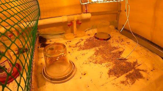 Цыплёнок ухейилюй - рождение 19/02/2021// Курочка несет голубые яйца // Мари Мистик ПТИЦЫ смотреть онлайн