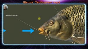 Дыхание рыб(простыми словами)