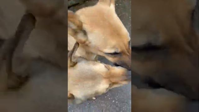 Приют для животных Кожуховский Москва 09.2021 подкорм смотреть онлайн