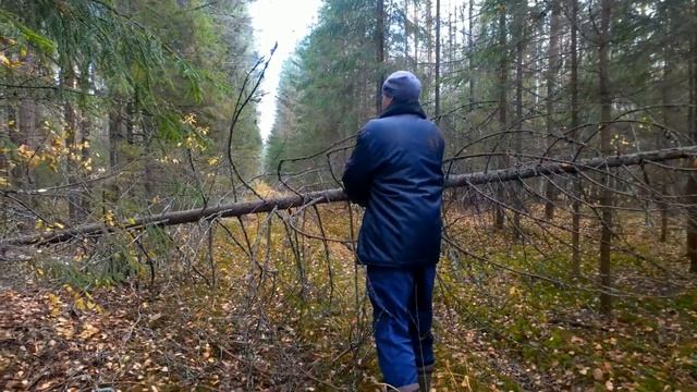 Поиск металла на старой делянке с ТХ-850 и МД-4030 смотреть онлайн