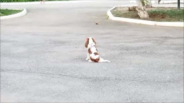 готовимся сдавать ВН :-)